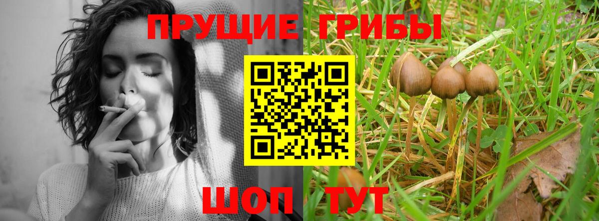 Псилоцибиновые грибы Psilocybine cubensis Саранск